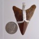 Deep Depth Megalodon Pendant