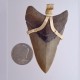 Big Boss Megalodon Tooth Pendant